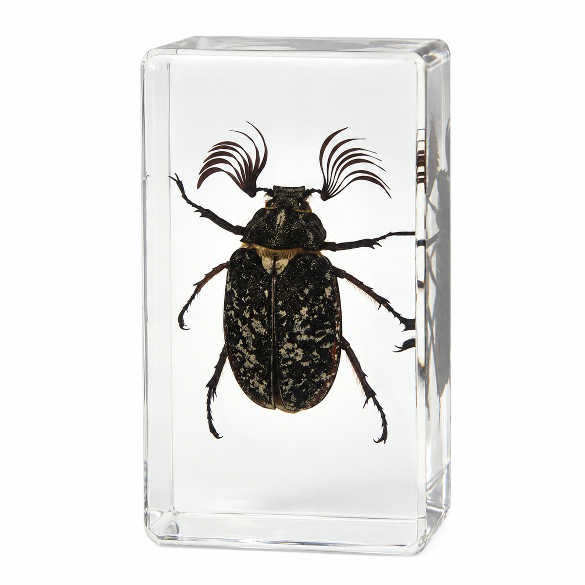 Large Real Crawling Insects Specimen in Clear Resin Blocks / Children Educational Toy Learning  Spider Scorpion  Beetle - HAPPY GUMNUT
