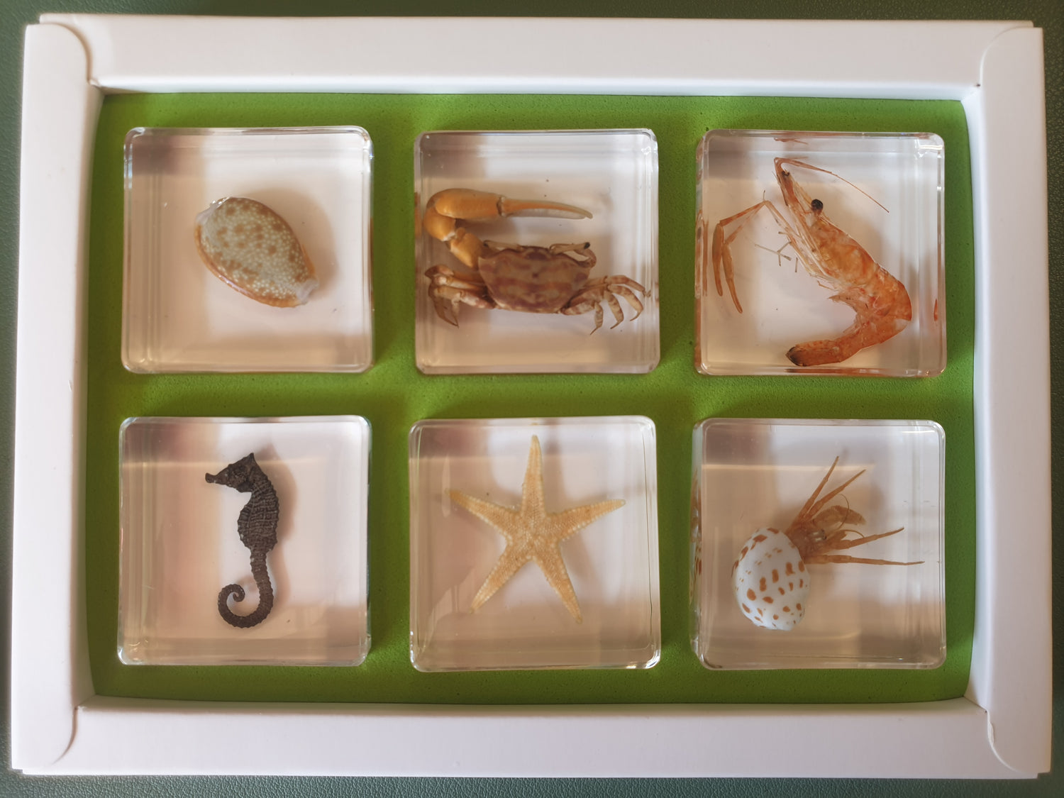 6 Aquatic Animals Resin Specimens Gift Set For Children - HAPPY GUMNUT