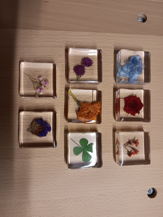 PLANTS FLOWER PETAL AND FAUNA Specimens Resin Epoxy Blocks