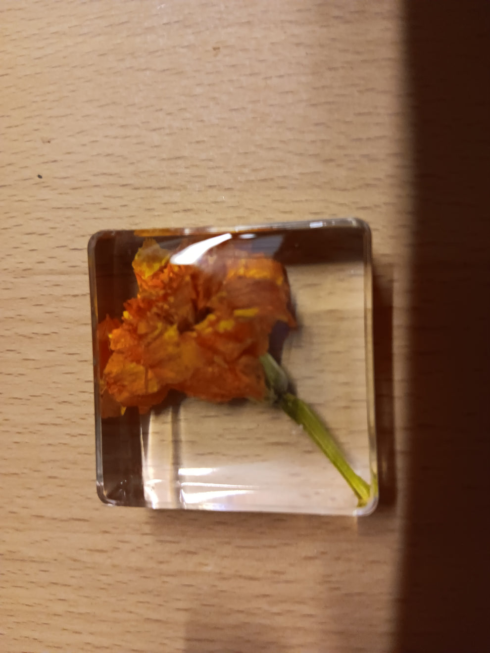 PLANTS ONLY FLOWER PETAL AND FAUNA Specimens Resin Epoxy Blocks HAPPY