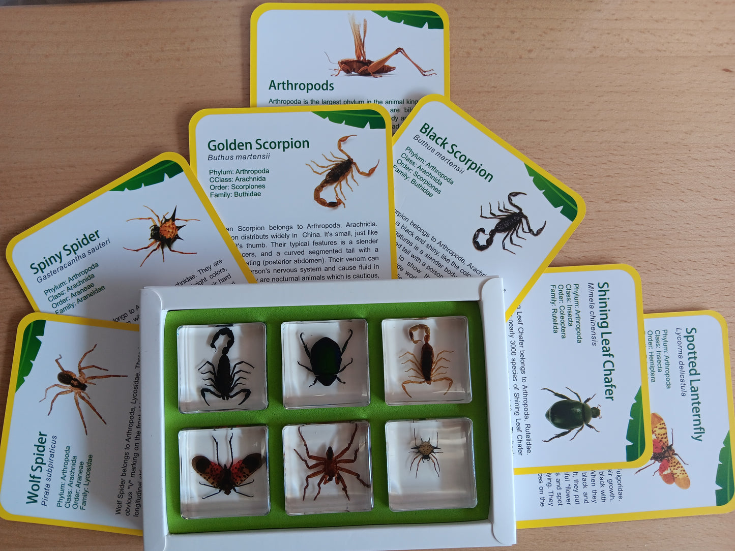 Arthropods exoskeleton Insects Bugs Animals Resin Epoxy Specimens Gift Set For Children