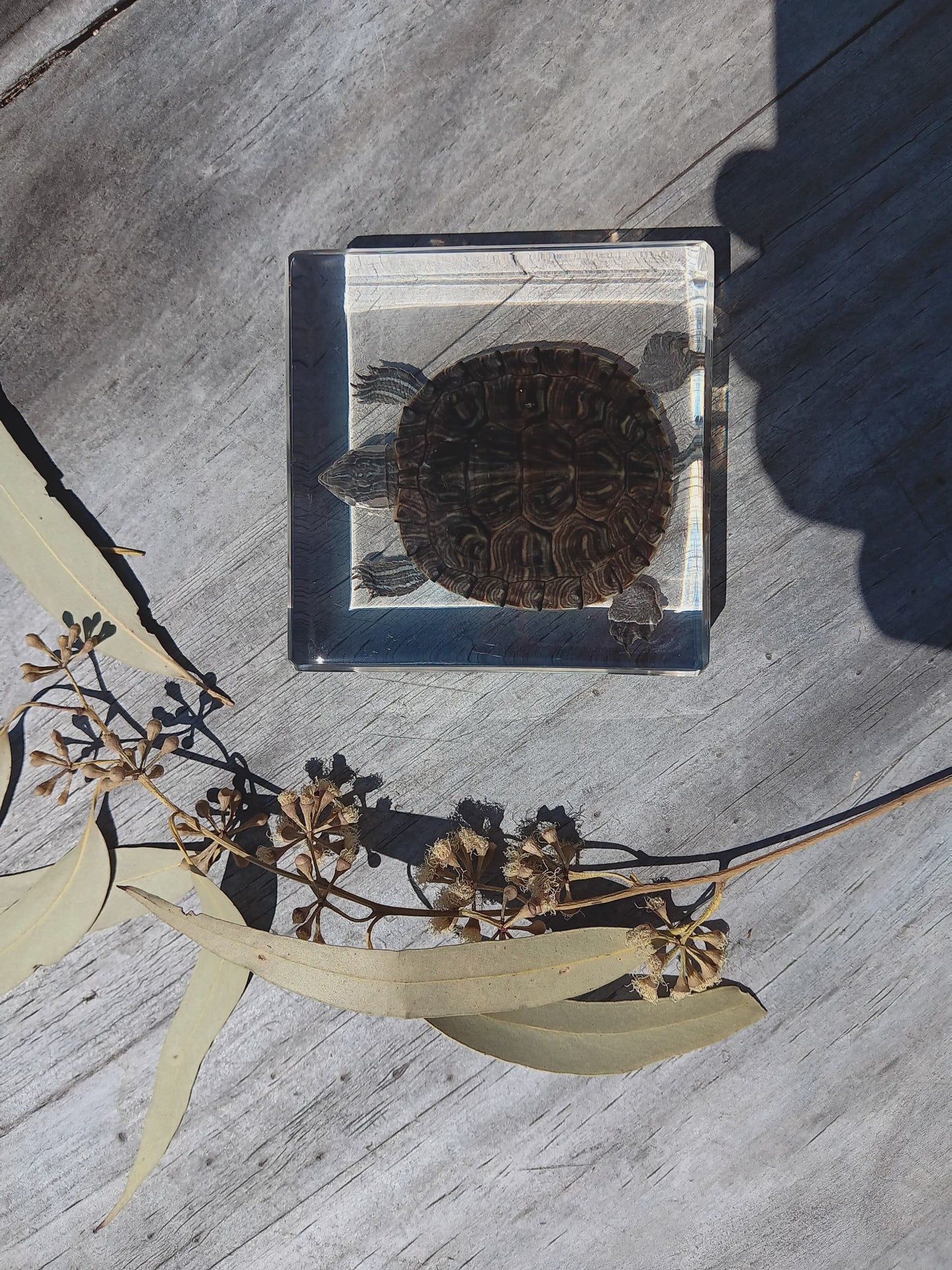 Jumbo Insect Animal Spider Scorpion Tarantula Beetle Butterfly Turtle ...