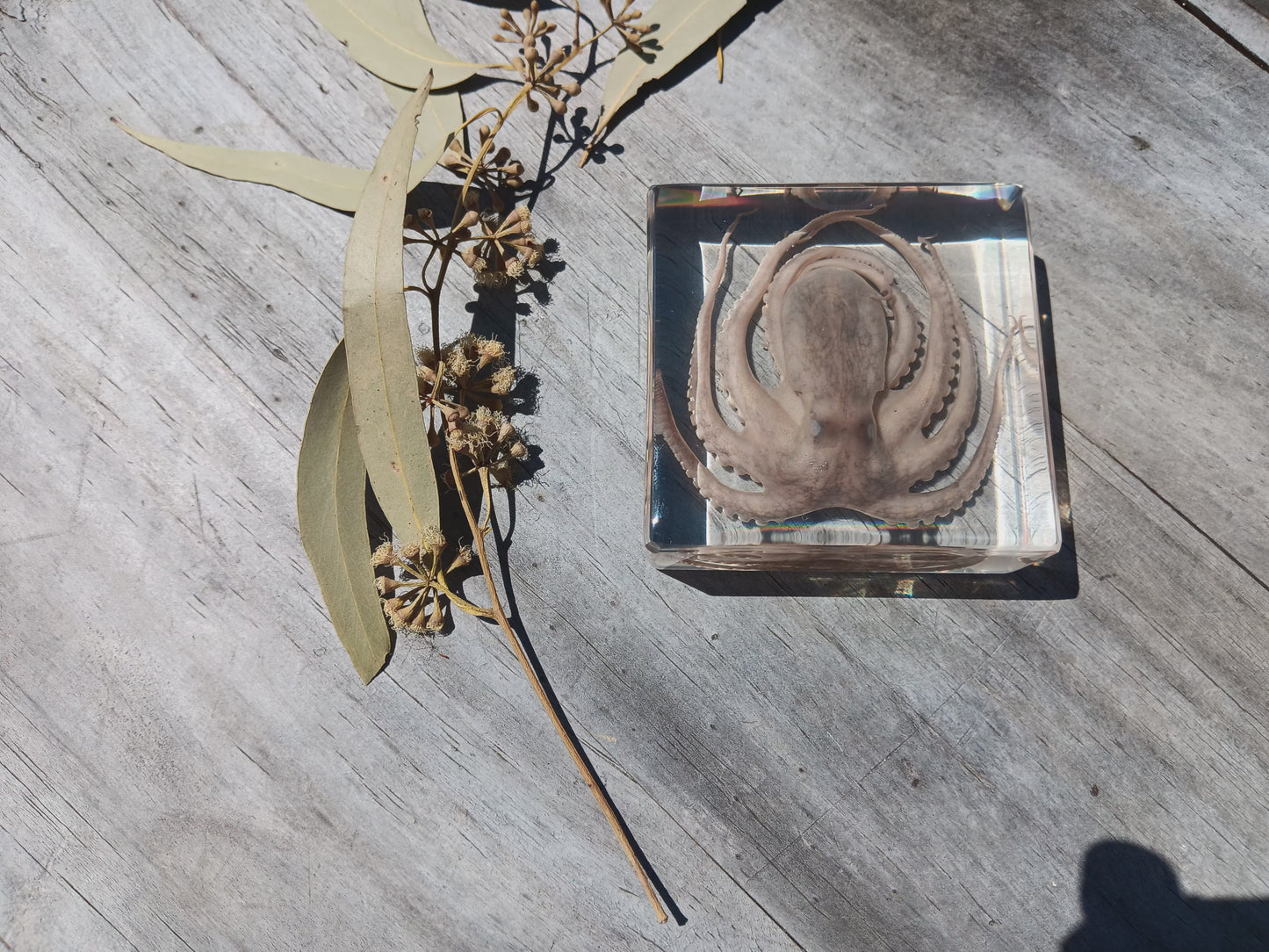 Jumbo Insect Animal Spider Scorpion Tarantula Beetle Butterfly Turtle ...