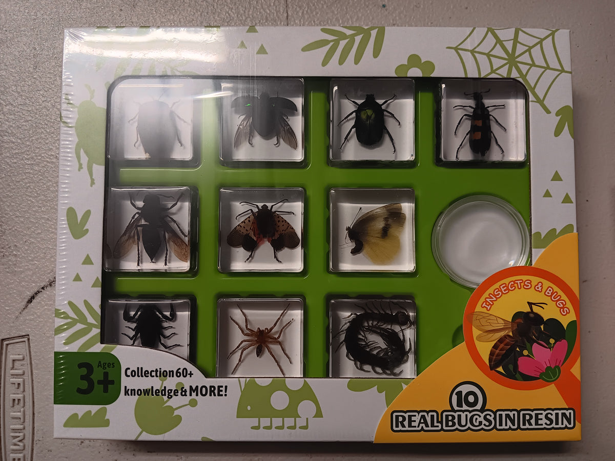 Purchase Insects Live Insect Specimens Packing Welcome To Bugs Direct Ltd | Leading