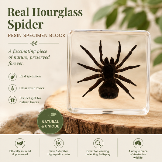 Real Spider Hour Glass Specimen  embedded in Epoxy Resin Block - HAPPY GUMNUT