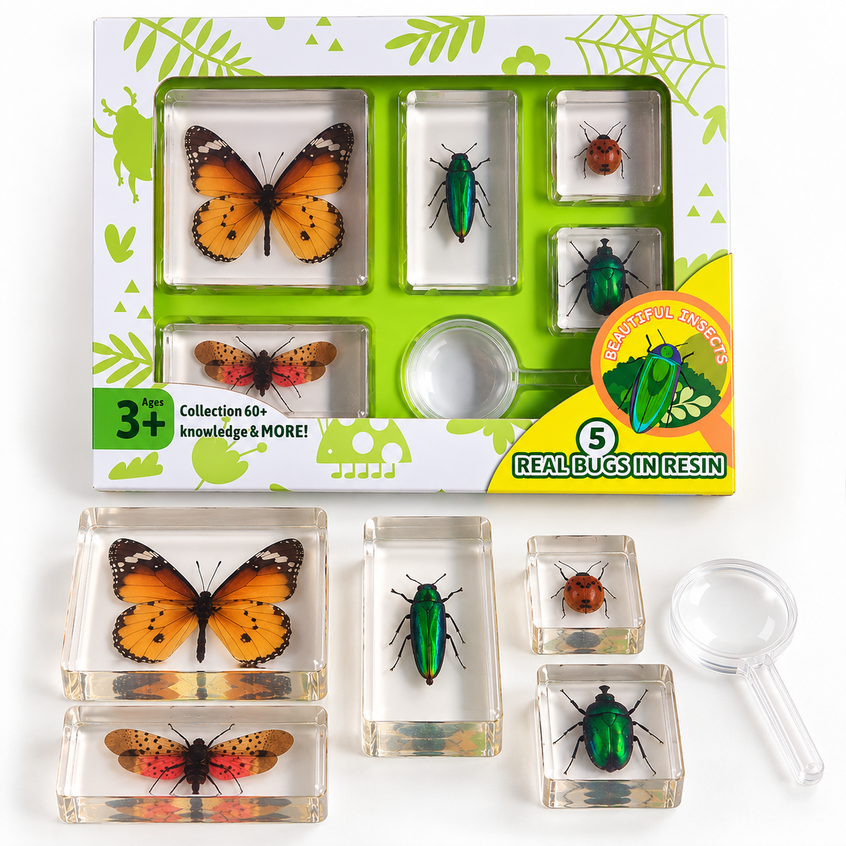 Animals Insect Butterfly Resin Epoxy Specimens 5 Beautiful Insects GIFT pack With Guide Book and Magnifying Glass