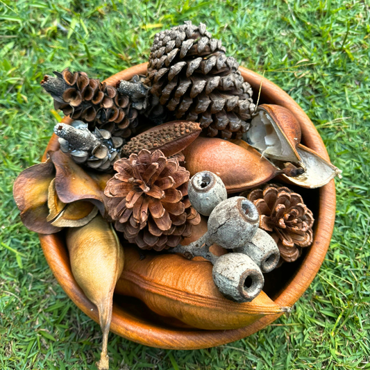 Australian Seed Pod Collection - Natural Loose Parts Montessori & Childcare Resource banksia, gumnut, seeds, Pine corns for Loose part Play - HAPPY GUMNUT