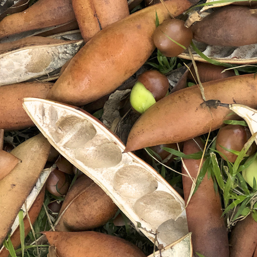 Australian Seed Pod Collection - Natural Loose Parts Montessori & Childcare Resource banksia, gumnut, seeds, Pine corns for Loose part Play - HAPPY GUMNUT