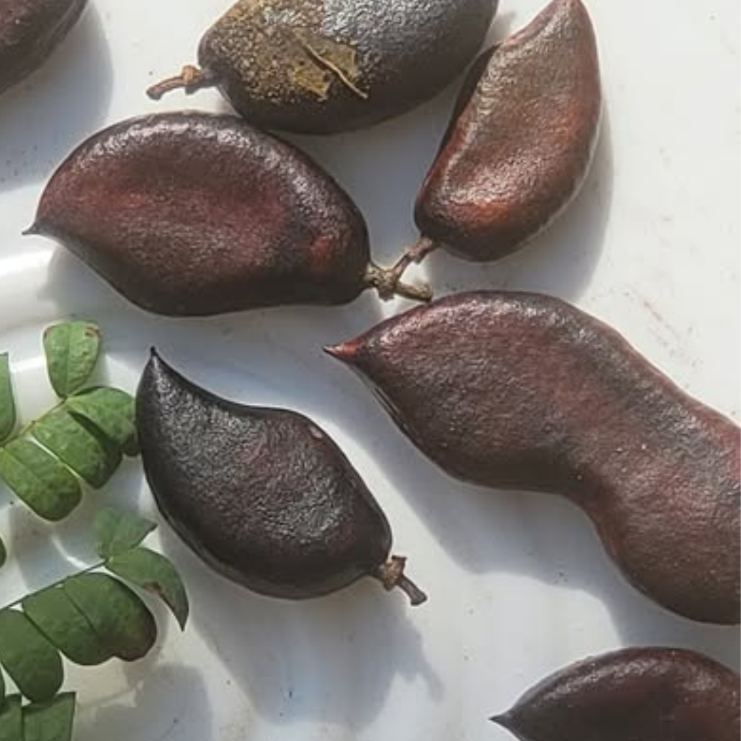 Australian Seed Pod Collection - Natural Loose Parts Montessori & Childcare Resource banksia, gumnut, seeds, Pine corns for Loose part Play - HAPPY GUMNUT
