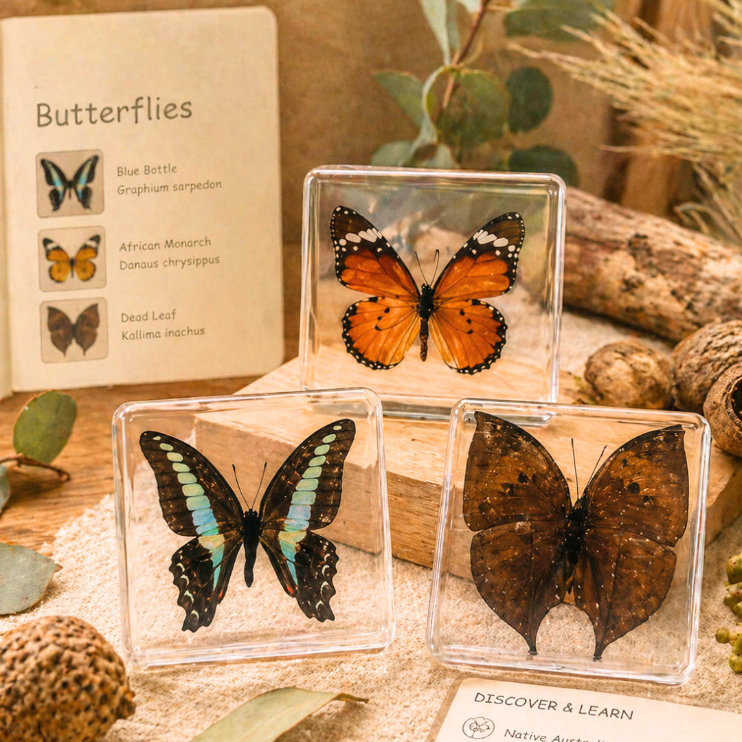 3 Butterflies Resin Bundle Monarch Butterfly Specimen Educational Set A - HAPPY GUMNUT
