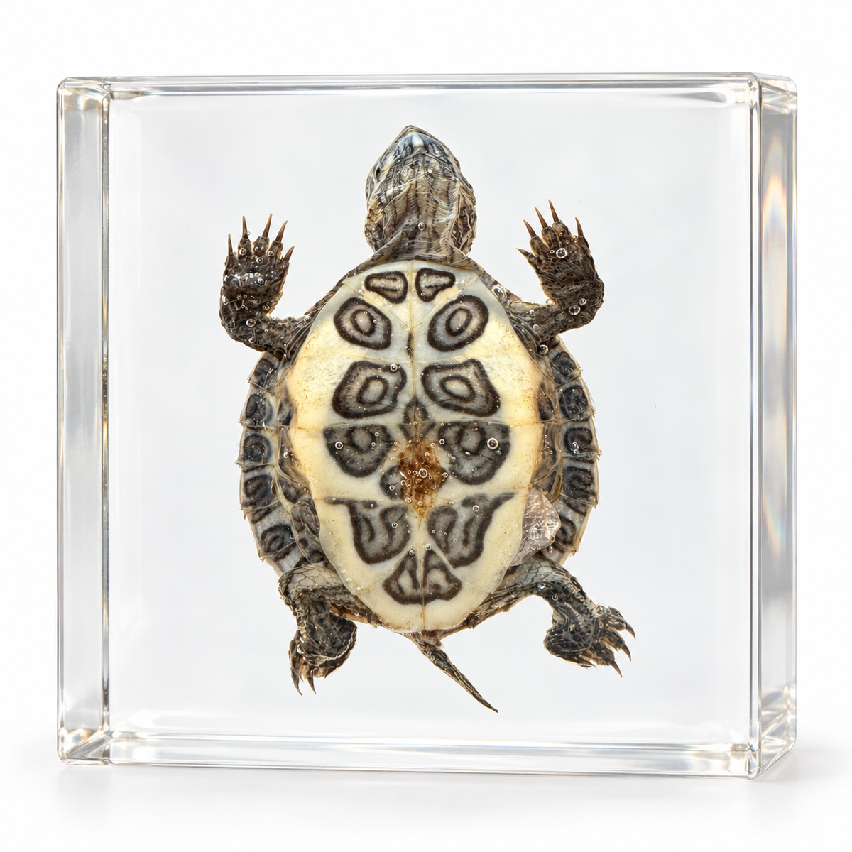 Real Turtle Specimen In Epoxy Resin Block "Factory Second"
