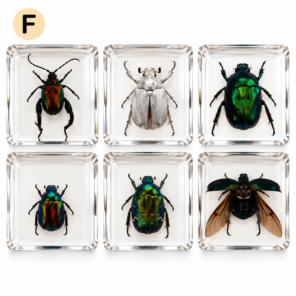 6 Real Specimen Set Children Exploring Science Learning Animals Gift Toy Set