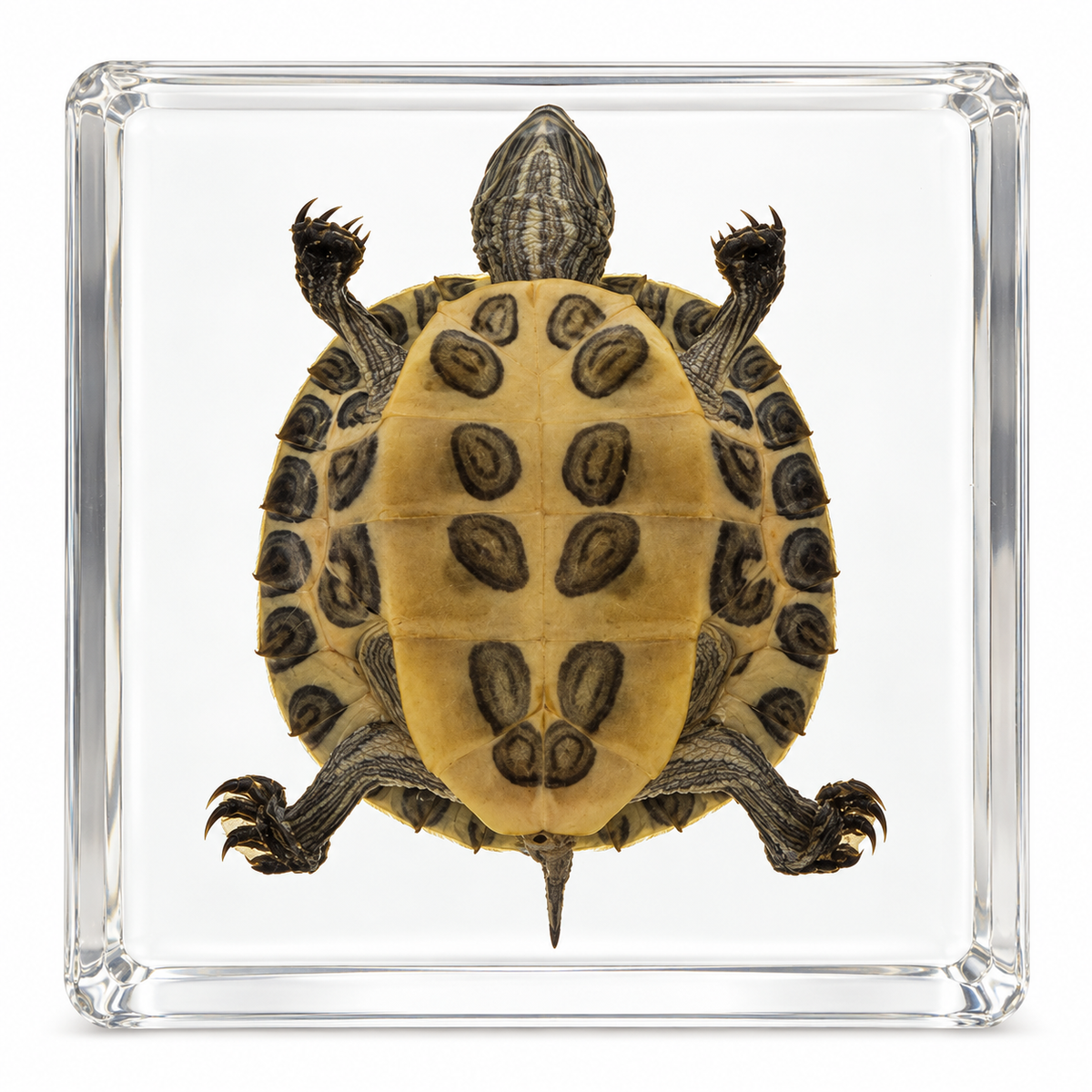 Real Turtle Specimen in Resin Block Kids Science Educational Material Toy Gift Epoxy STEM - HAPPY GUMNUT