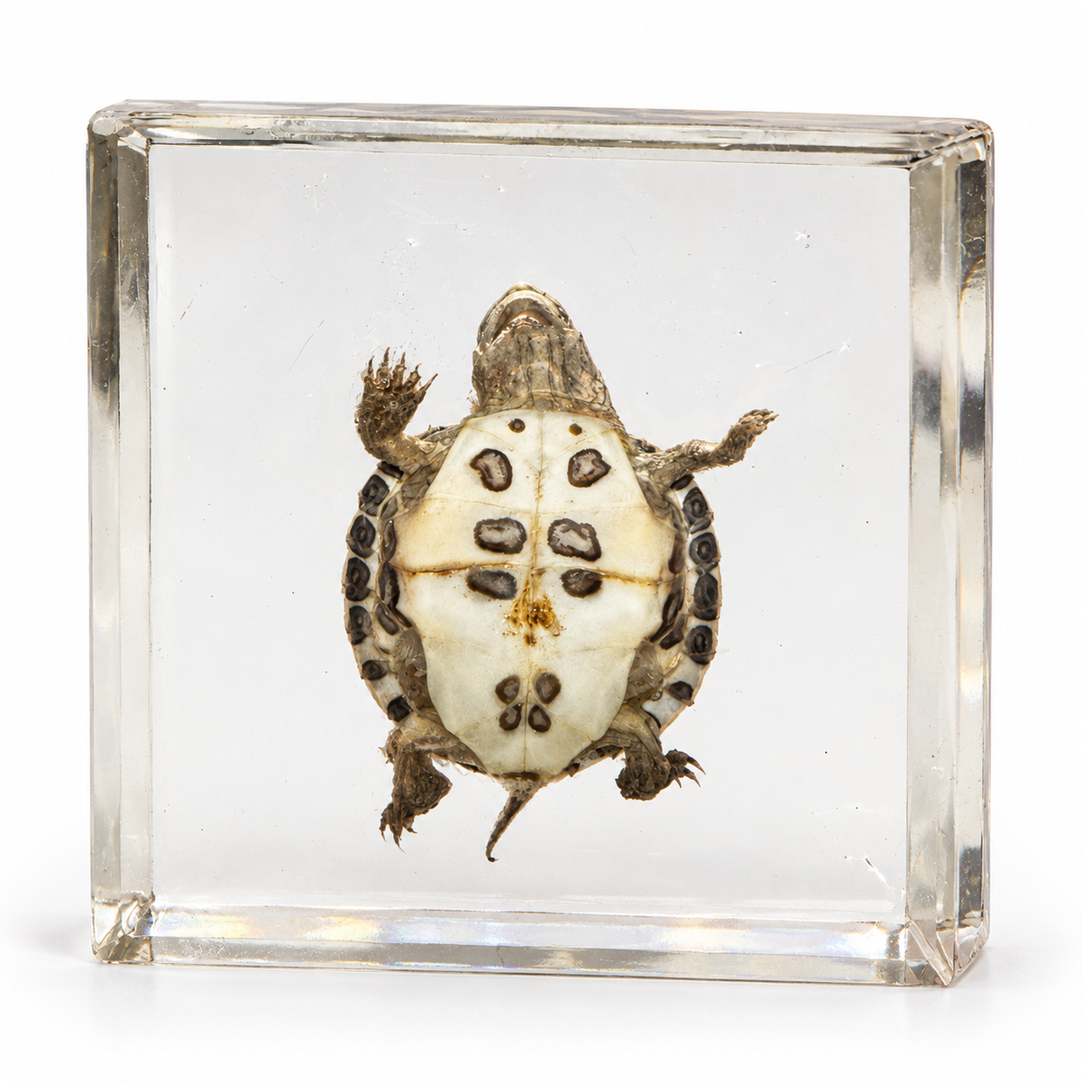 Real Turtle Specimen In Epoxy Resin Block "Factory Second"