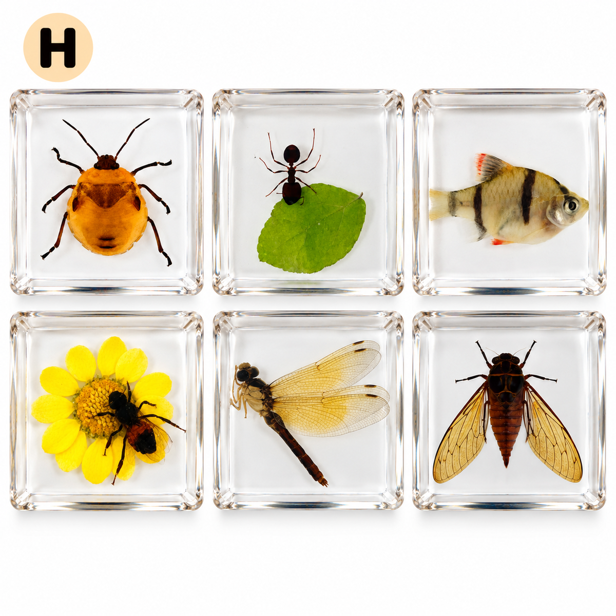 6 Real Specimen Set Children Exploring Science Learning Animals Gift Toy Set