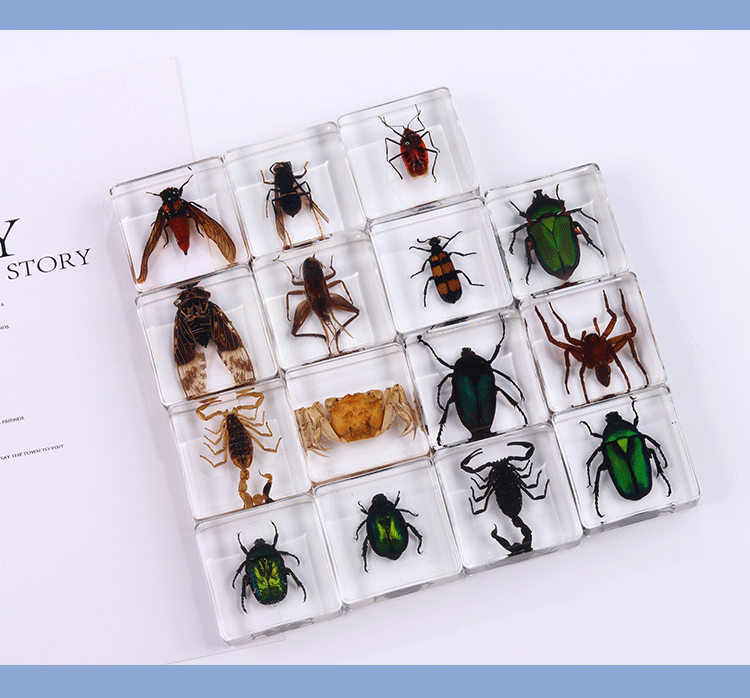 Animals Specimens Resin Blocks Bugs Butterfly Insect Fish Crab Specimens Toy - HAPPY GUMNUT