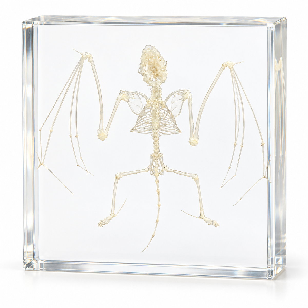 Real Bat Skeleton in Resin Block Bat Animal Bone in Clear Epoxy Kids Educational Science STEM Gift Toy