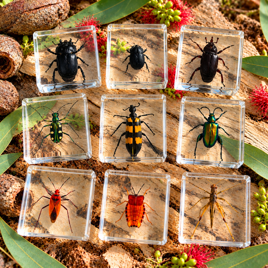 Crawling Animals Insects Bugs Resin Epoxy Blocks  Specimens Toy