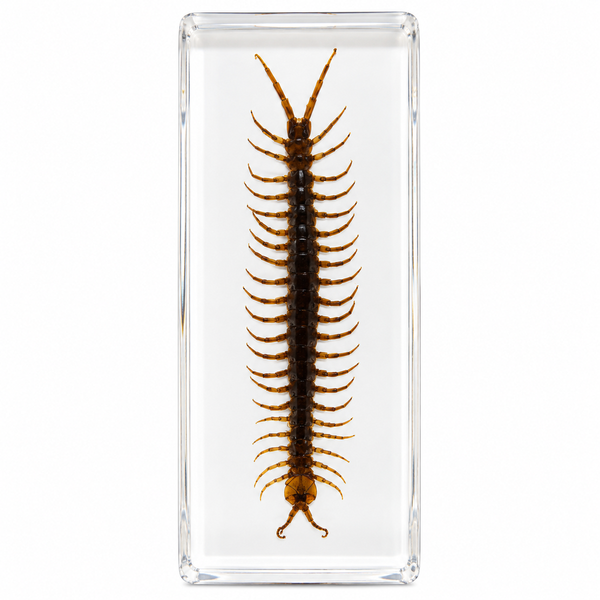 Large Real Crawling Insects Specimen in Clear Resin Blocks / Children Educational Toy Learning  Spider Scorpion  Beetle - HAPPY GUMNUT