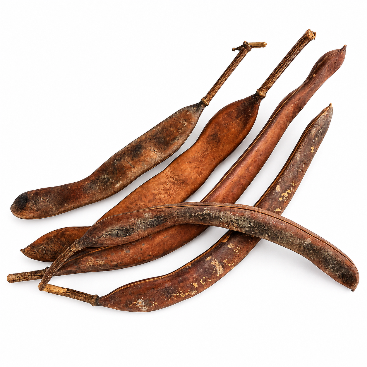 Australian Seed Pod Collection - Natural Loose Parts Montessori & Childcare Resource banksia, gumnut, seeds, Pine corns for Loose part Play - HAPPY GUMNUT