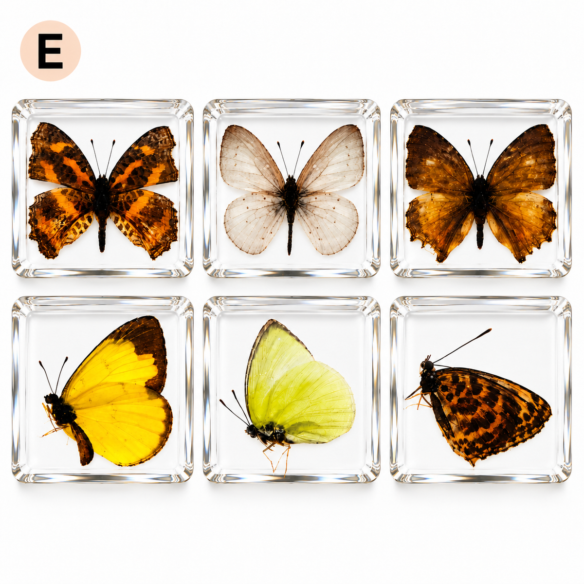 6 Real Specimen Set Children Exploring Science Learning Animals Gift Toy Set