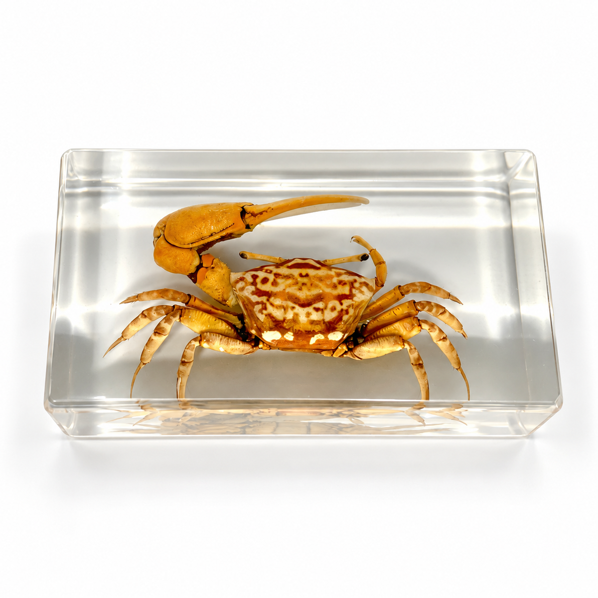 Real Animal Marine Life Specimen Kids Educational Toy Gift - HAPPY GUMNUT