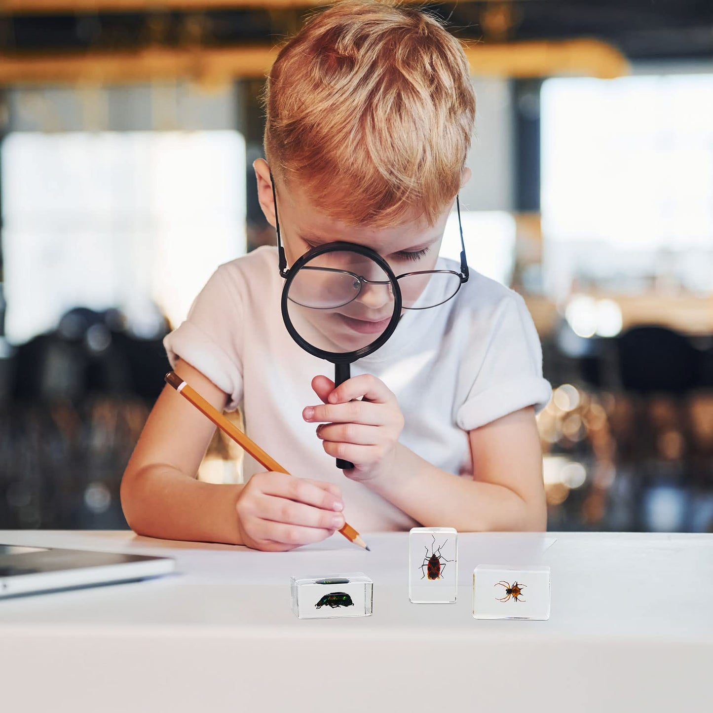 60 Real Animal Specimens in Resins Bundle with 5 display Boxes 60 Unique insect and animals.