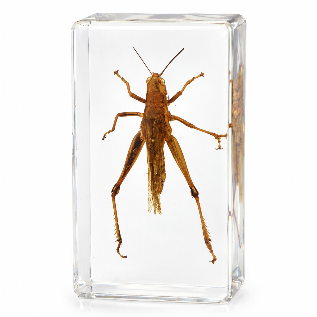 Large Real Crawling Insects Specimen in Clear Resin Blocks / Children Educational Toy Learning  Spider Scorpion  Beetle - HAPPY GUMNUT