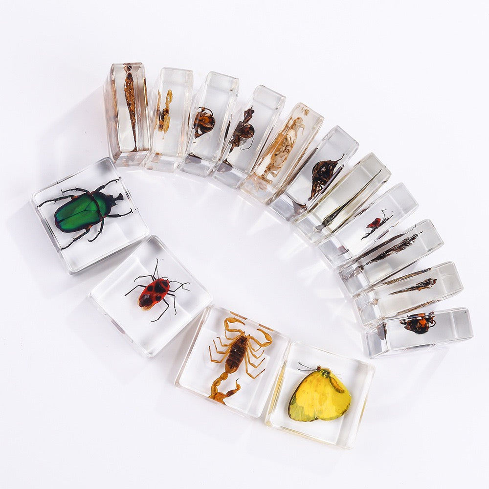 Animals Specimens Resin Blocks Bugs Butterfly Insect Fish Crab Specimens Toy - HAPPY GUMNUT