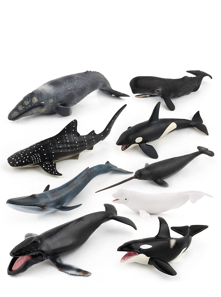 Large Whales Animals Marine Ocean Mammals Big Model Figures