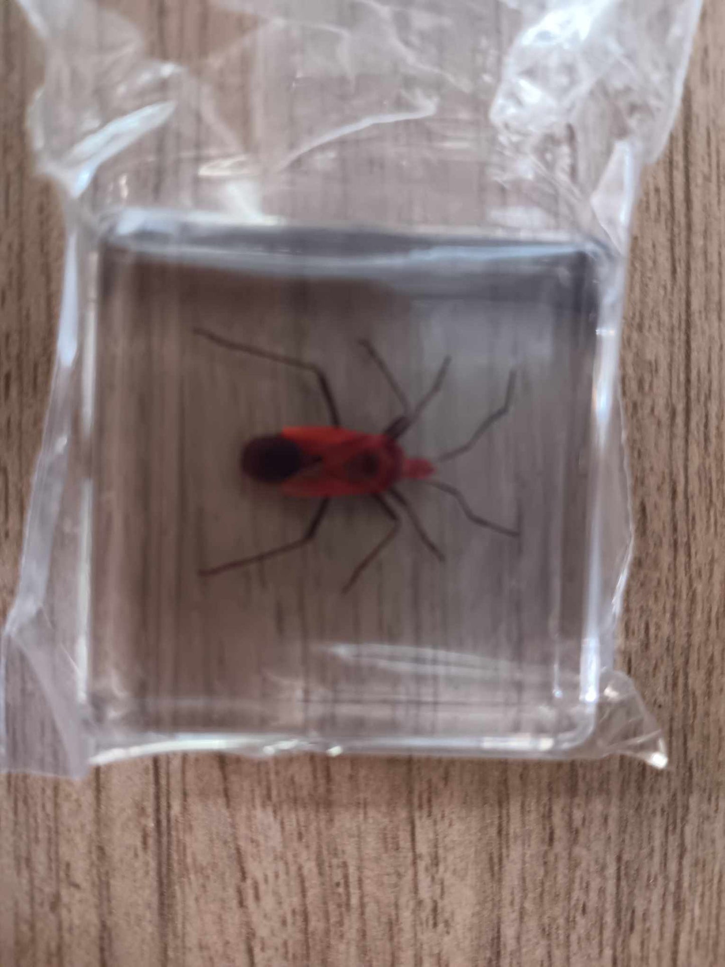 Animals Specimens Resin Epoxy Blocks Bugs Butterfly Insect Fish Crab Specimens Toy