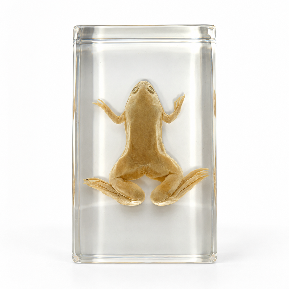 Real Animal Marine Life Specimen Kids Educational Toy Gift - HAPPY GUMNUT