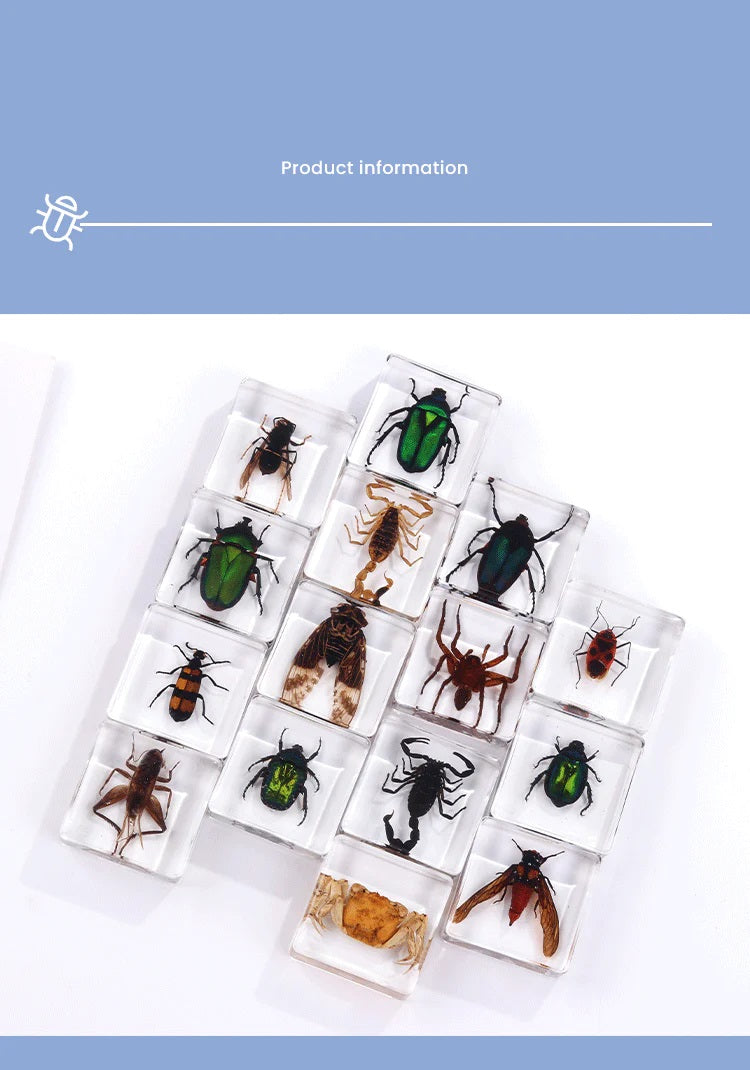 Animals Specimens Resin Blocks Bugs Butterfly Insect Fish Crab Specimens Toy - HAPPY GUMNUT