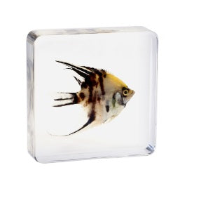 Animals Specimens Resin Epoxy Blocks Bugs Butterfly Insect Fish Crab Specimens Toy