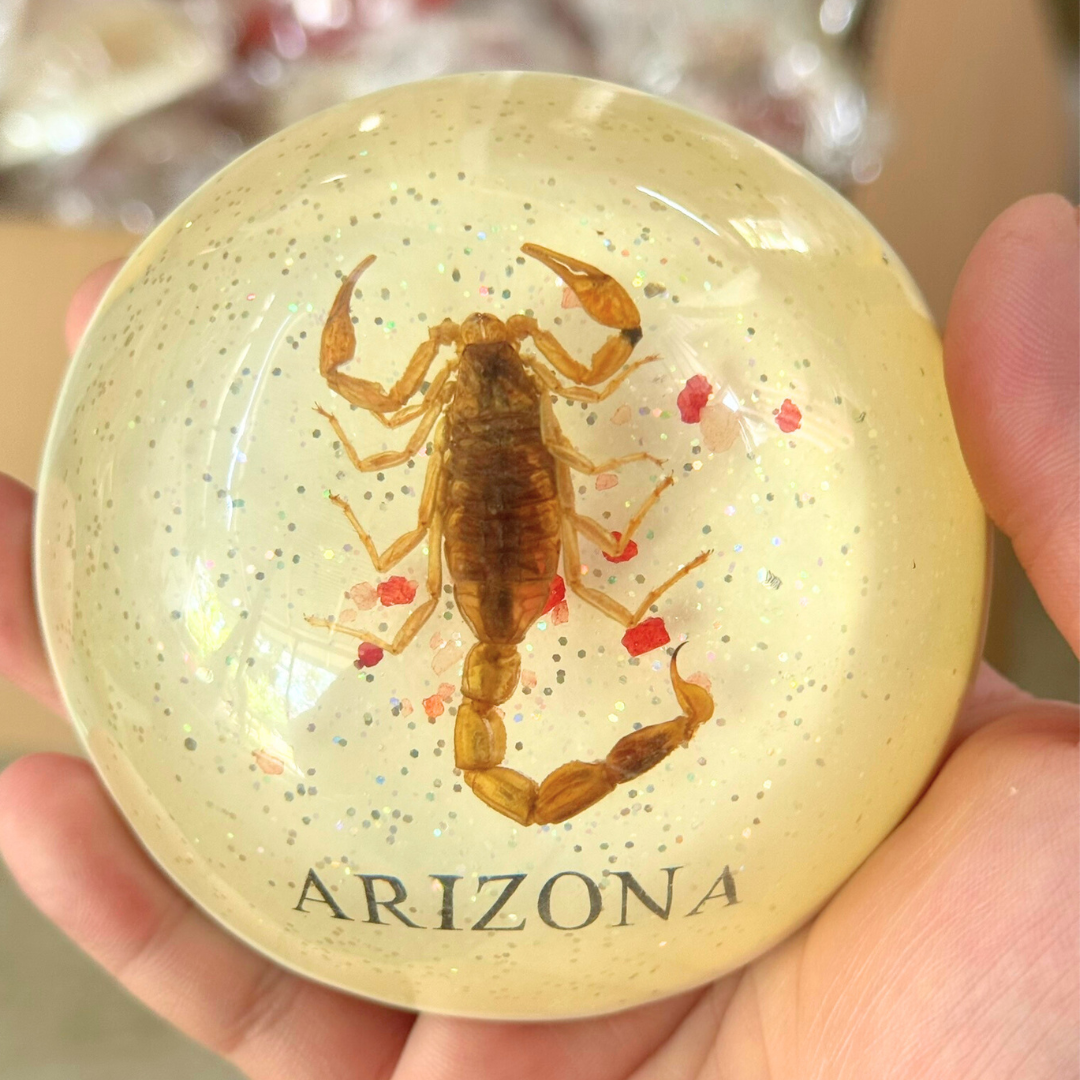 Jumbo Insect Specimen Resin (factory second ) Bug Scorpion Spider Cicada Stag Beetle Giant Water Bug - HAPPY GUMNUT