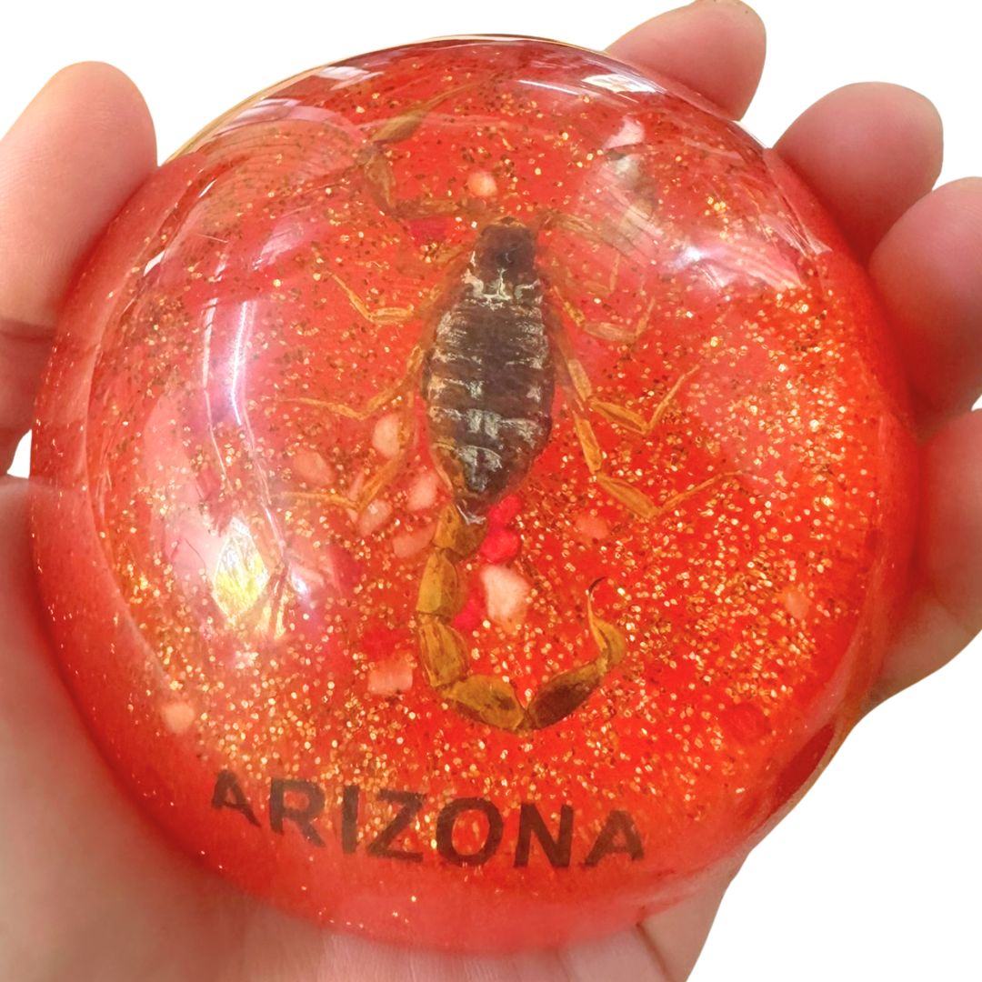 Jumbo Insect Specimen Resin (factory second ) Bug Scorpion Spider Cicada Stag Beetle Giant Water Bug - HAPPY GUMNUT