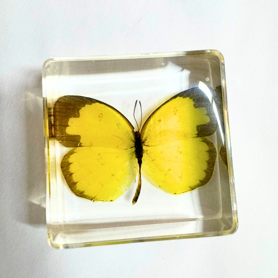 Animals Specimens Resin Epoxy Blocks Bugs Butterfly Insect Fish Crab Specimens Toy - HAPPY GUMNUT