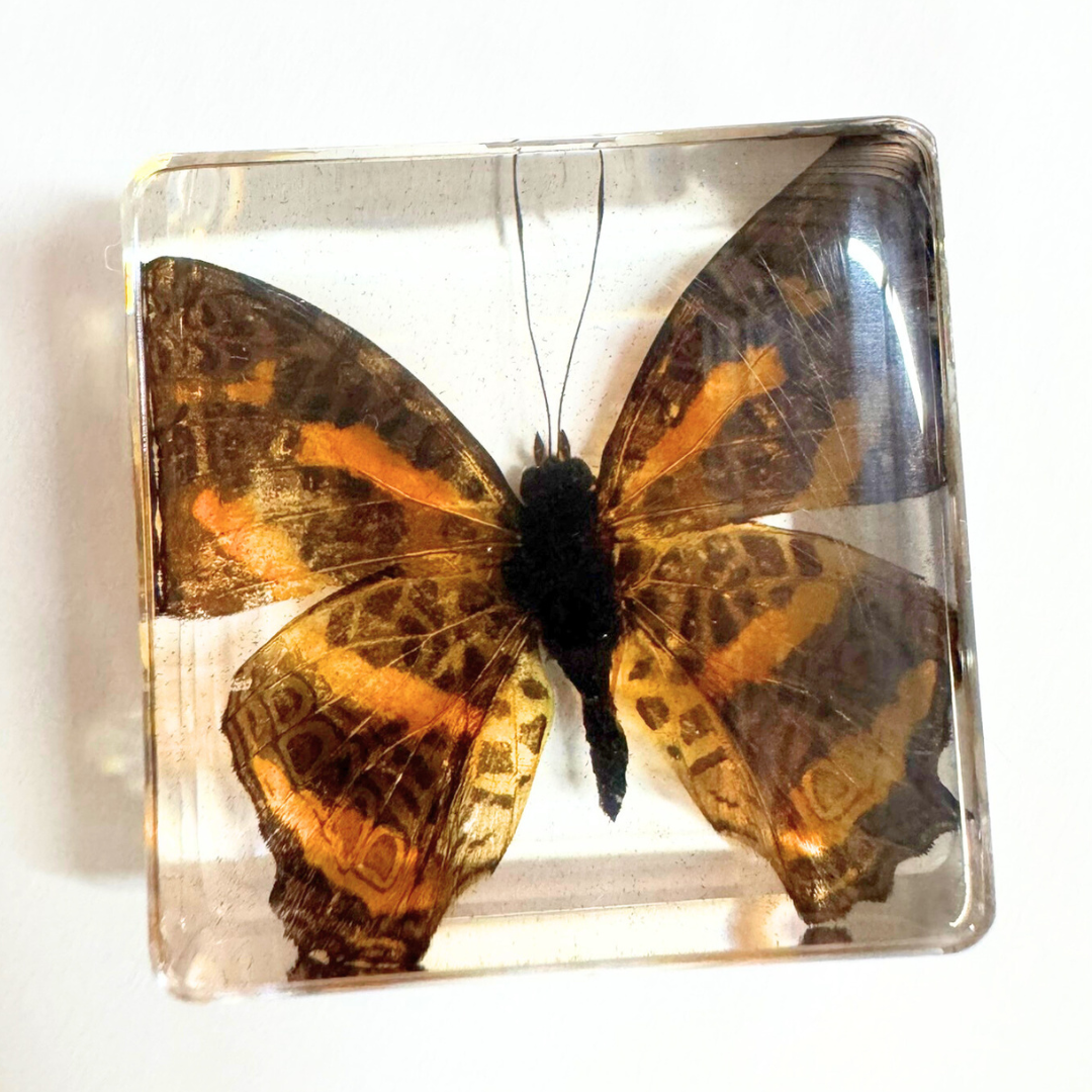 Animals Specimens Resin Epoxy Blocks Bugs Butterfly Insect Fish Crab Specimens Toy - HAPPY GUMNUT