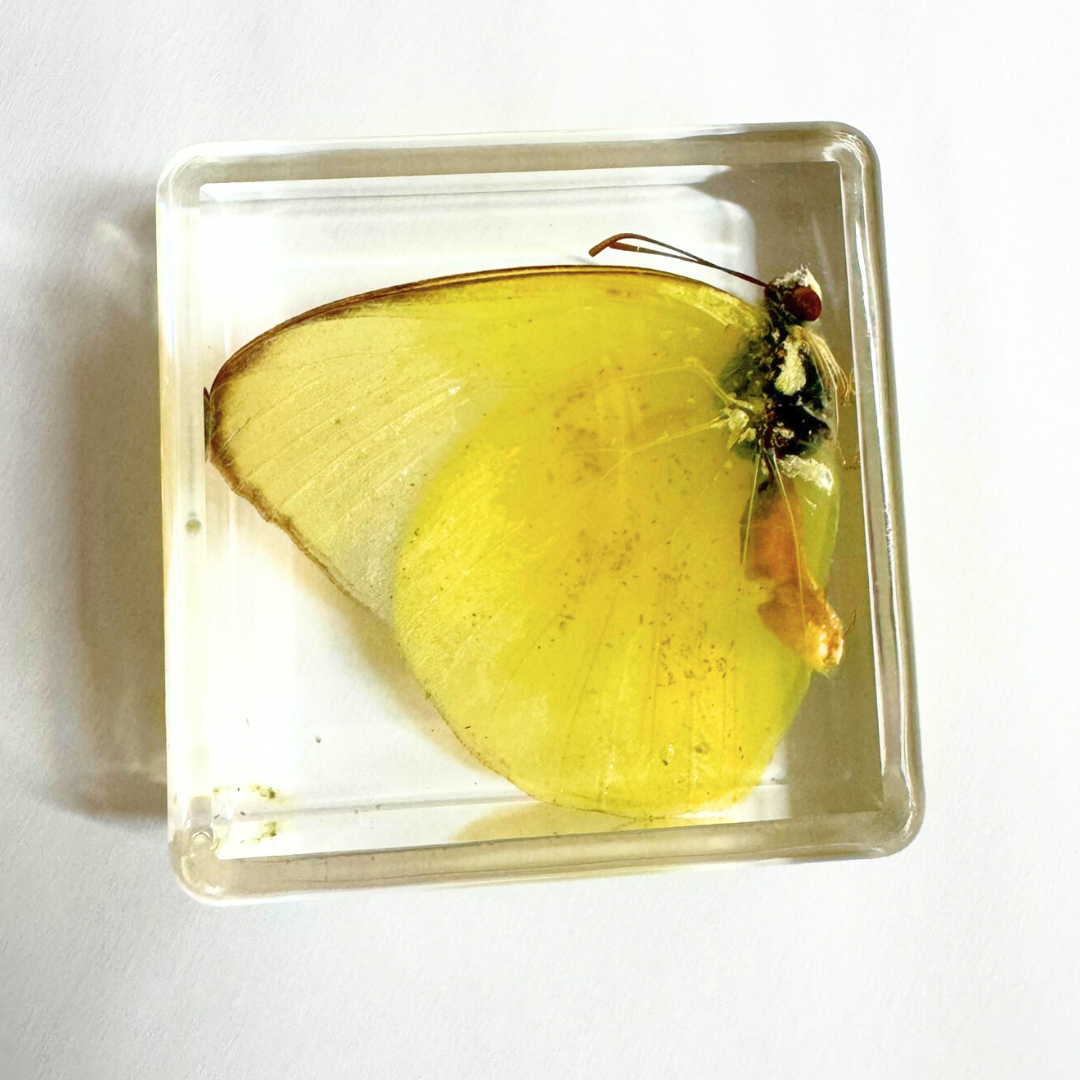 Animals Specimens Resin Epoxy Blocks Bugs Butterfly Insect Fish Crab Specimens Toy - HAPPY GUMNUT
