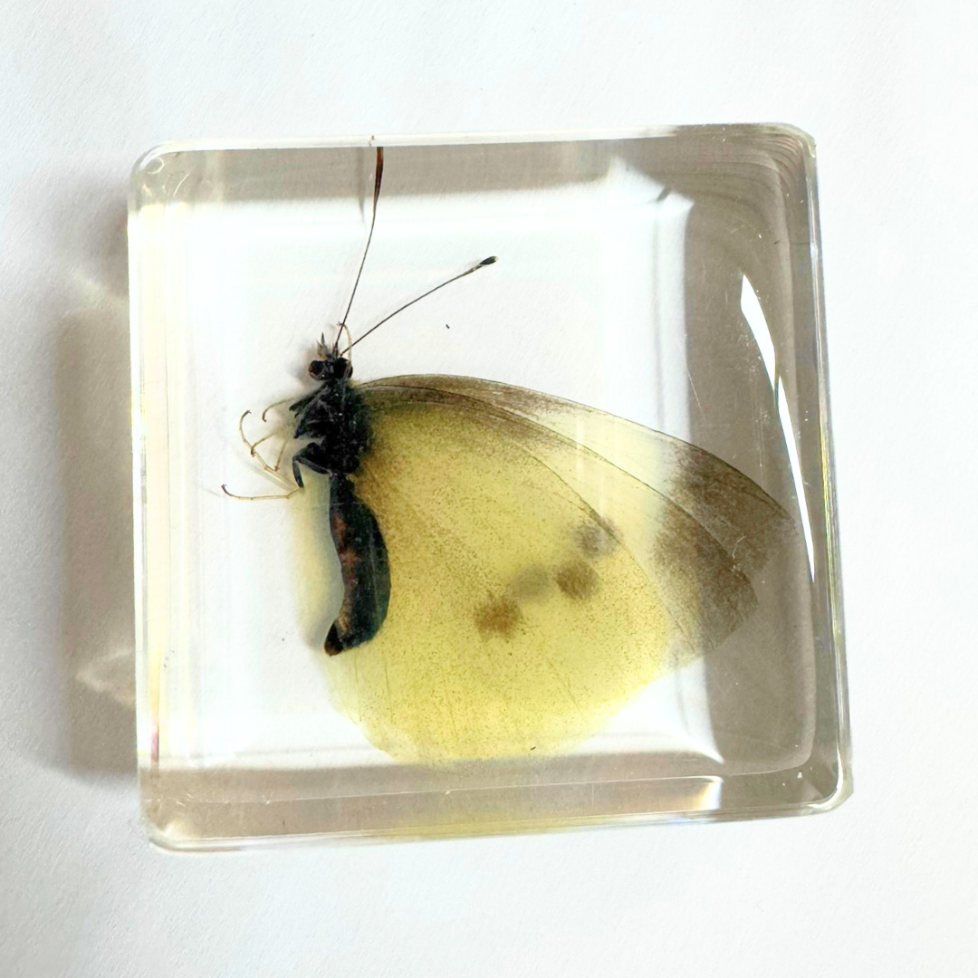 Animals Specimens Resin Epoxy Blocks Bugs Butterfly Insect Fish Crab Specimens Toy - HAPPY GUMNUT