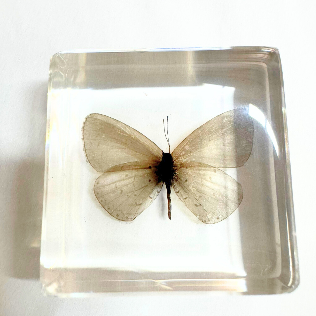 Animals Specimens Resin Epoxy Blocks Bugs Butterfly Insect Fish Crab Specimens Toy - HAPPY GUMNUT