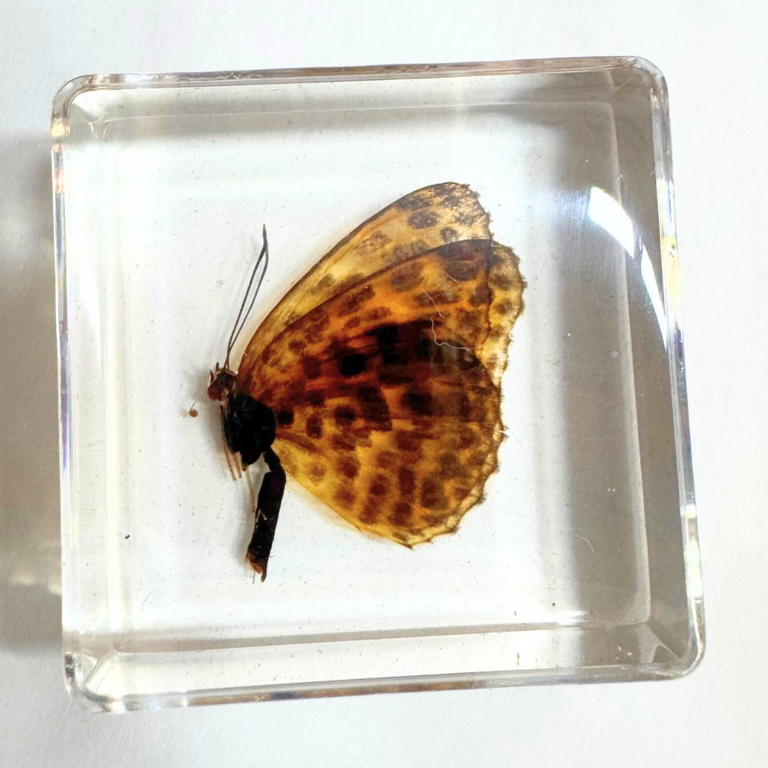 Animals Specimens Resin Epoxy Blocks Bugs Butterfly Insect Fish Crab Specimens Toy - HAPPY GUMNUT