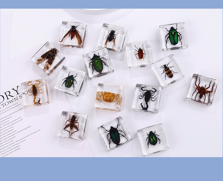 Animals Specimens Resin Blocks Bugs Butterfly Insect Fish Crab Specimens Toy - HAPPY GUMNUT