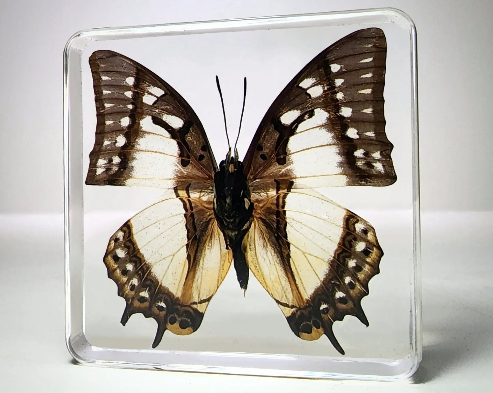 3 Butterflies Resin Bundle Monarch Bluebottle Butterfly Specimen Educational Set B - HAPPY GUMNUT