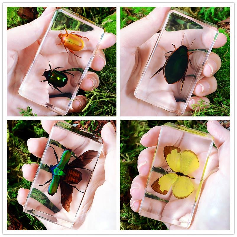 Large Resin Animals Insect Specimens  For Children Real Animals! Montessori Kids Educational Materials - HAPPY GUMNUT