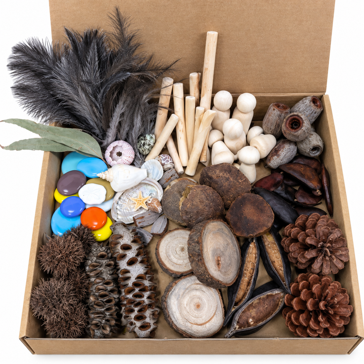 100 pcs Australian Natural Seed Pods Loose Part Play Kit for Kids Childcare Natural Play Open-ended Toy