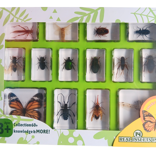 Animals Insect Resin Epoxy Specimens 14 Various Species of Insects Large GIFT pack With Guide Book and Magnifying Glass