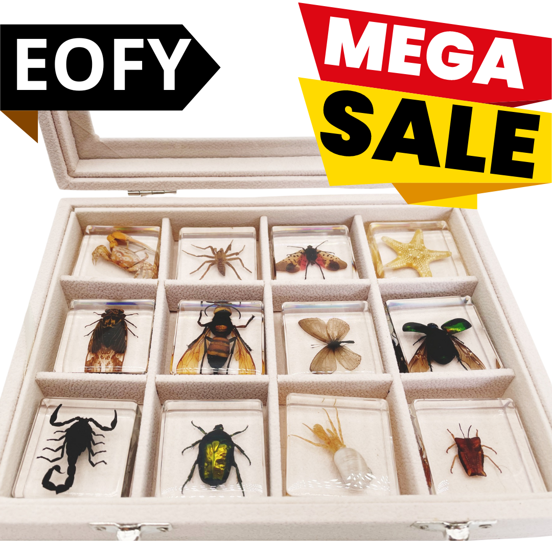 12 Real Bugs Insects Resin Blocks Animal Specimens Epoxy Butterfly Bee ...
