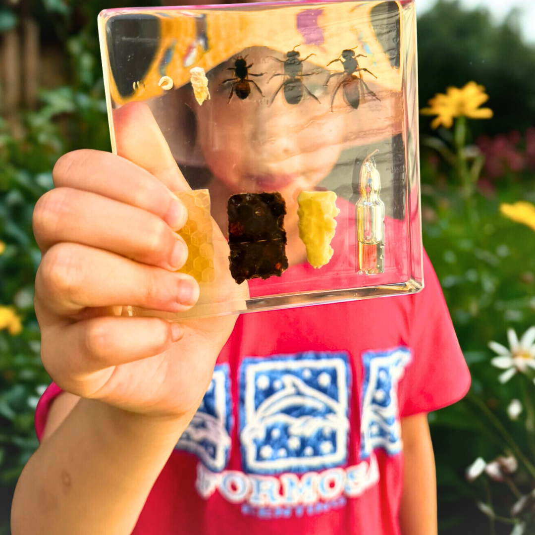 Honeybee Lifecycle Bee Life Cycle Epoxy Specimens in Resin Kids Learning Material - HAPPY GUMNUT