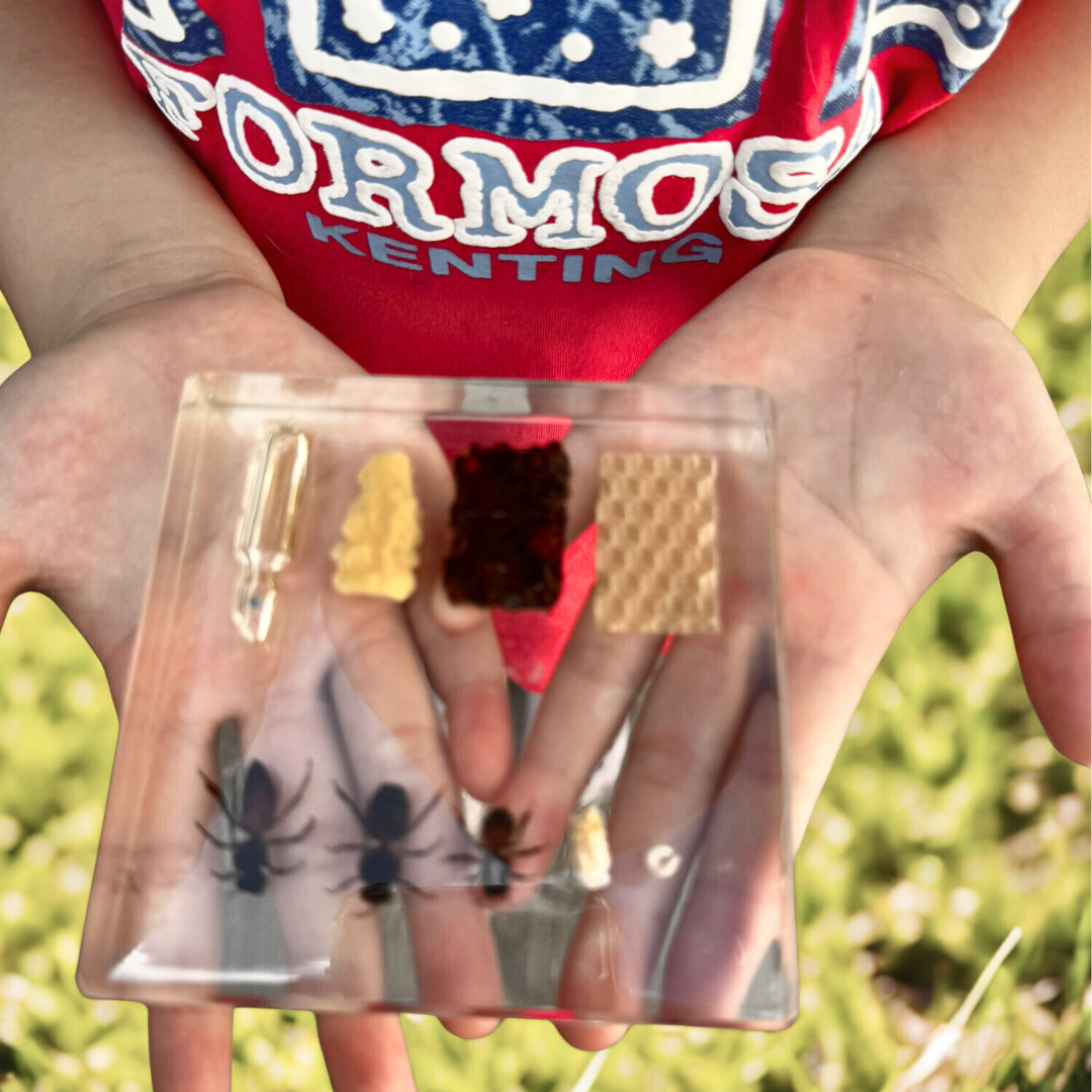Honeybee Lifecycle Bee Life Cycle Epoxy Specimens in Resin Kids Learning Material - HAPPY GUMNUT